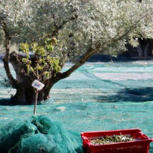 “Discovering olive growing” Tour